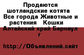 Продаются шотландские котята - Все города Животные и растения » Кошки   . Алтайский край,Барнаул г.